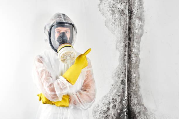 Trusted Logan, OH Mold Inspection Experts